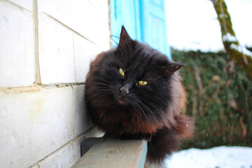 Winter day in the village. A homeless fluffy cat sits on a window under the falling snow. Snowballs melt on black wool