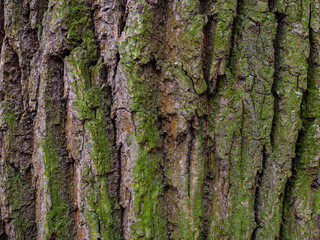 oak bark of a tree with green moss. textured sharpen