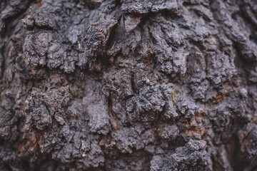 bark of old tree with hard sharpen texture. Stone rocks from fantasy planet