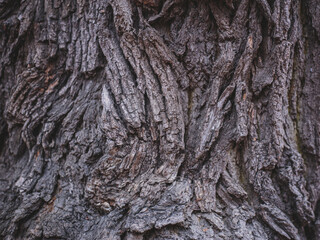 bark of old tree with hard sharpen texture. Stone rocks from fantasy planet