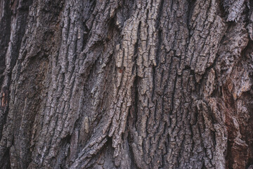 bark of old tree with hard sharpen texture. Stone rocks from fantasy planet