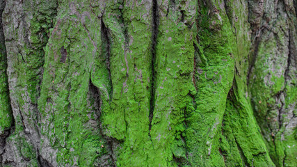 oak bark of a tree with green moss. textured sharpen