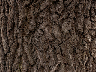 bark of old tree with hard sharpen texture. Stone rocks from fantasy planet