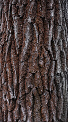 red bark of old tree with hard sharpen texture. Stone rocks from fantasy planet