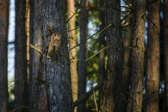 Owl in forest. Long-eared owl, Asio otus, perched on pine. Beautiful owl in habitat. Bird of prey hidden among trees. Wildlife photo from summer nature.