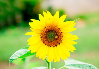 Bee pollinating a sunflower isolated