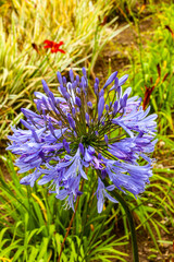 Flower of Costa Rica