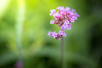 Obraz premium The background image of the colorful flowers
