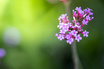 The background image of the colorful flowers