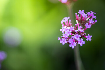 The background image of the colorful flowers