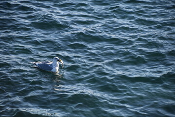 Fototapeta premium Fish is food for seagulls.