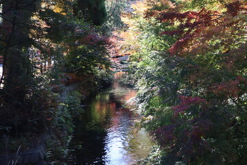川の紅葉