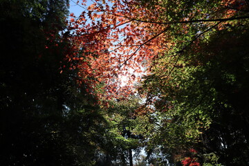 紅葉