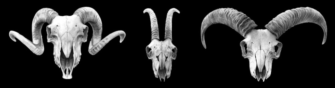 Goat Skull Images – Browse 7,606 Stock Photos, Vectors, and Video | Adobe  Stock