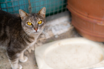 Fototapeta premium Grey color tabby adult homeless cat in front of empty plate. World Pet Day. Concept image for veterinary clinics, sites about cats adaptation.