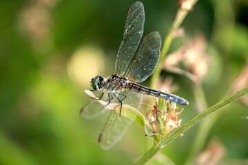 blue dragonfly on a green leaf