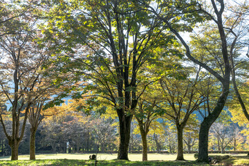 Fototapeta na wymiar 樹木公園のパノラマ風景