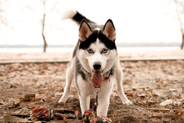 funny husky dog with a collar runs walks along the beach on an autumn gloomy day. © SValeriia