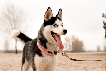 funny husky dog with a collar runs walks along the beach on an autumn gloomy day.