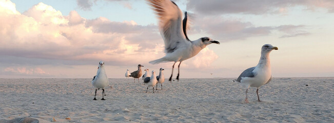 A beautiful seagull taking off from the beach at sunset with a group of seagulls in the background