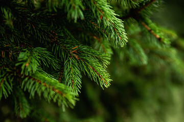 Christmas tree twigs close-up.