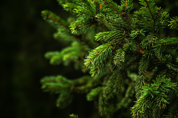 Christmas tree twigs close-up.