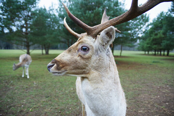 A male deer in the foreground and a female deer in the background in forest.