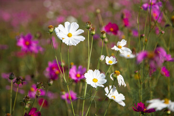 flowers in the field cosmos