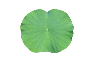 Fototapeta na wymiar Lotus leaf of nelumbo nucifera isolated on white background with clipping path.