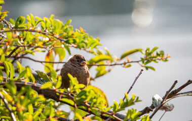 one cute chubby and fluffy sparrow resting on the branch of the bushes near the river back lit by the morning sun