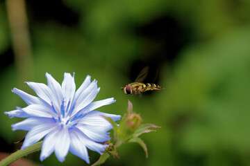 beautiful bee in flight