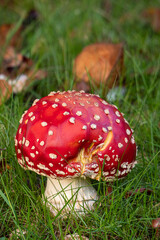 close up of a big mushroom with red  half dome spotted cap grown on grasses under the shade