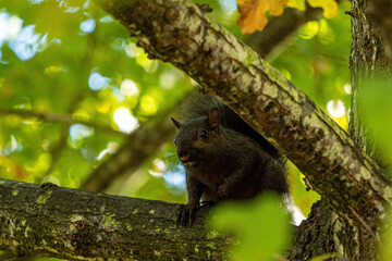 one chubby grey squirrel sitting behind tree branch under thick foliage staring at your way