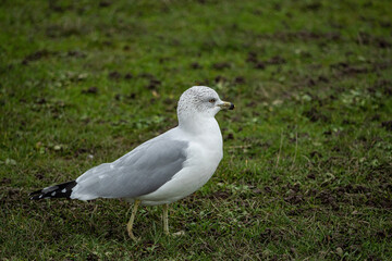 one black tailed seagull walking on the green grass field on an overcast day