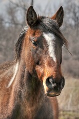 portrait of a horse