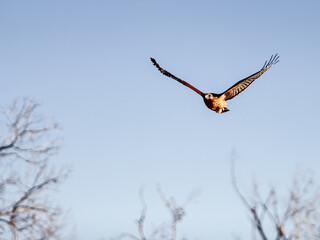 osprey in flight