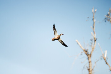 goose in flight