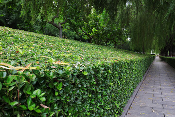 A trimmed green belt in the park