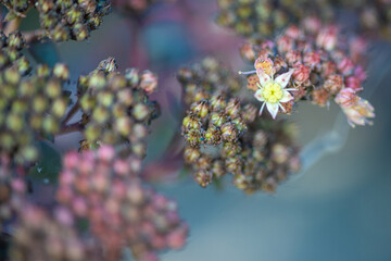 beautiful flowers growing outdoor in sunshine, close view 