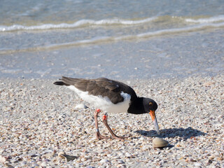 A banded American Oyster Catcher  foraging on St. Pete Beach , Florida on the Gulf of Mexico.