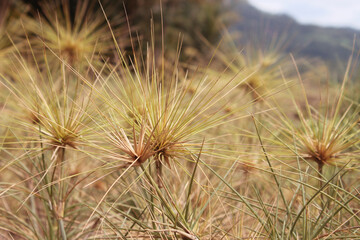 Close up photography of dry prickly weed