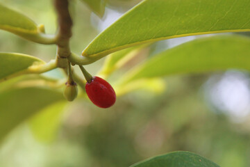 from near the red fruit