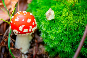 Young unopened fly agaric mushroom in the forest