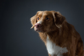 Portrait red dog on a gray background. attentive Nova Scotia Duck Tolling Retriever. Pet in the studio