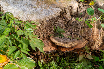 A brown fungus growing out of the stump of a large oak tree base. The tree was cut down with a saw. There are vibrant green leaves around the base and on the ground near the roots of the massive tree.