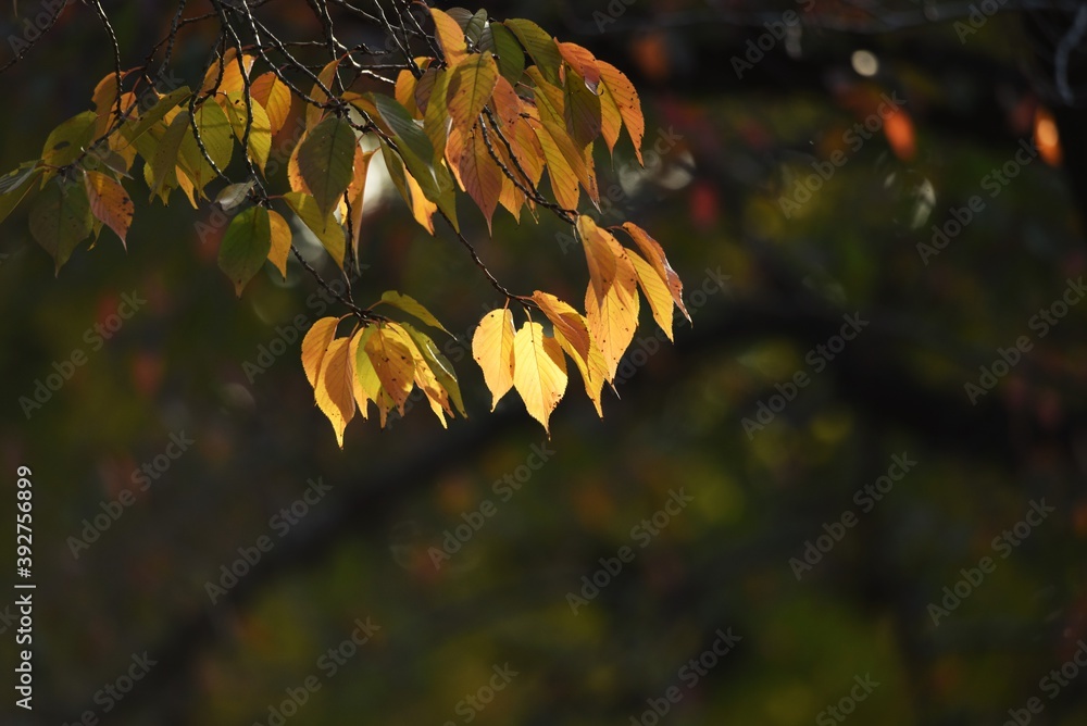 Poster autumn leaves of cherry trees in the park.