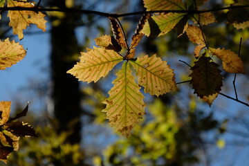 山の紅葉。Orange color leaves in a mountain area, autumn time Japan 