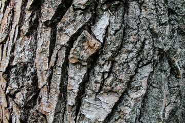 Old tree