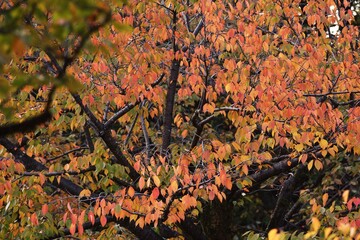 Autumn leaves of cherry trees in the park.