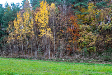 autumn in the forest